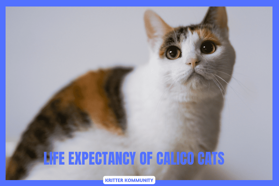 calico life expectancy