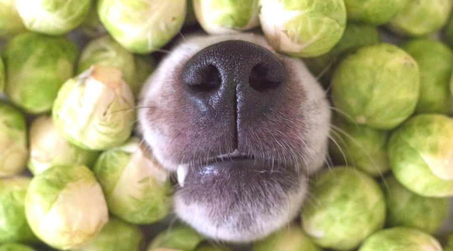 can dogs eat brussel sprouts