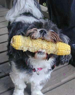 can shih tzu eat corn