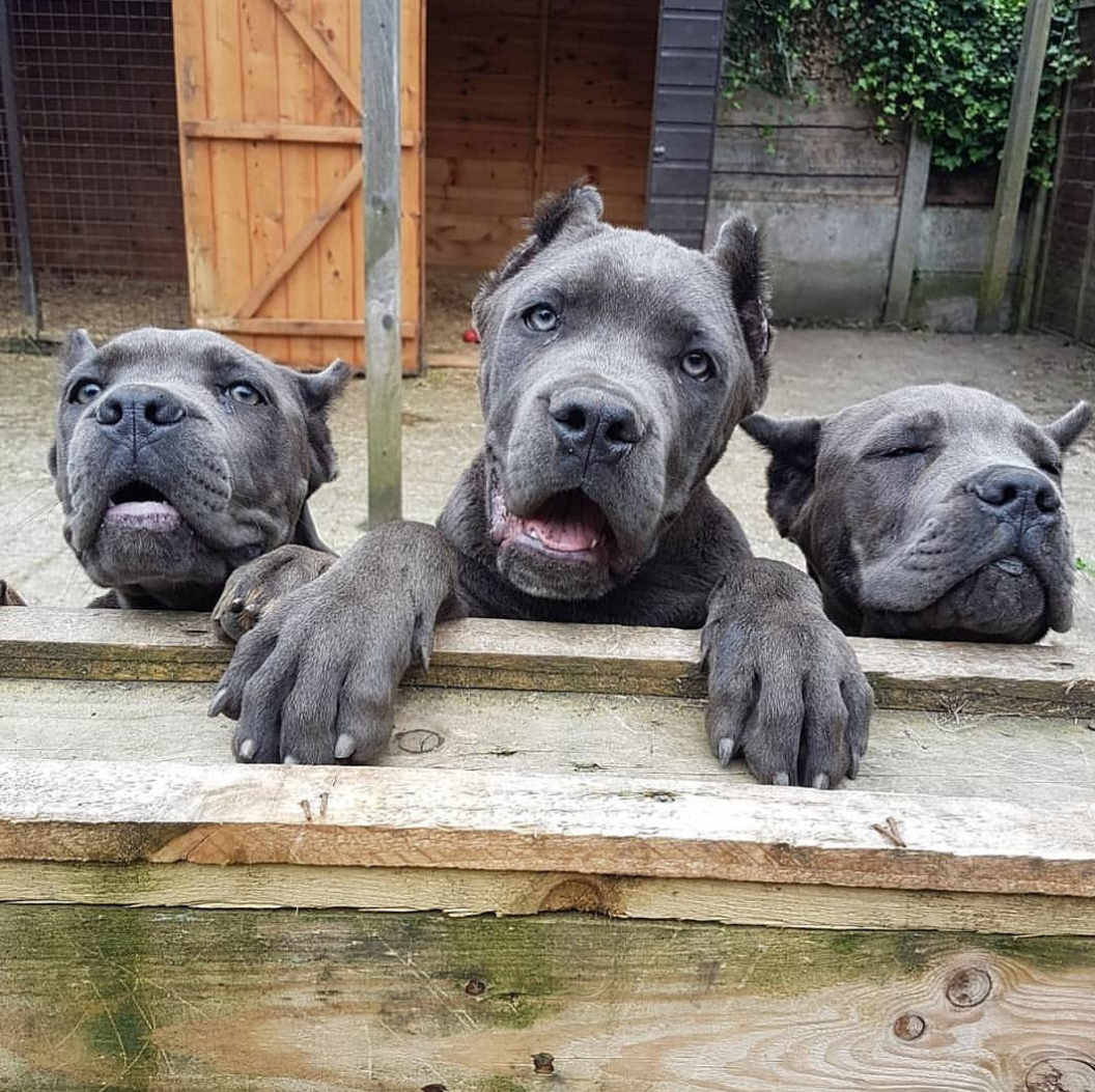 cane corso for sale uk