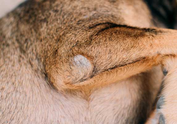 canine elbow callus