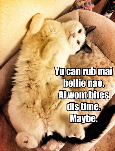 cat belly rub meme