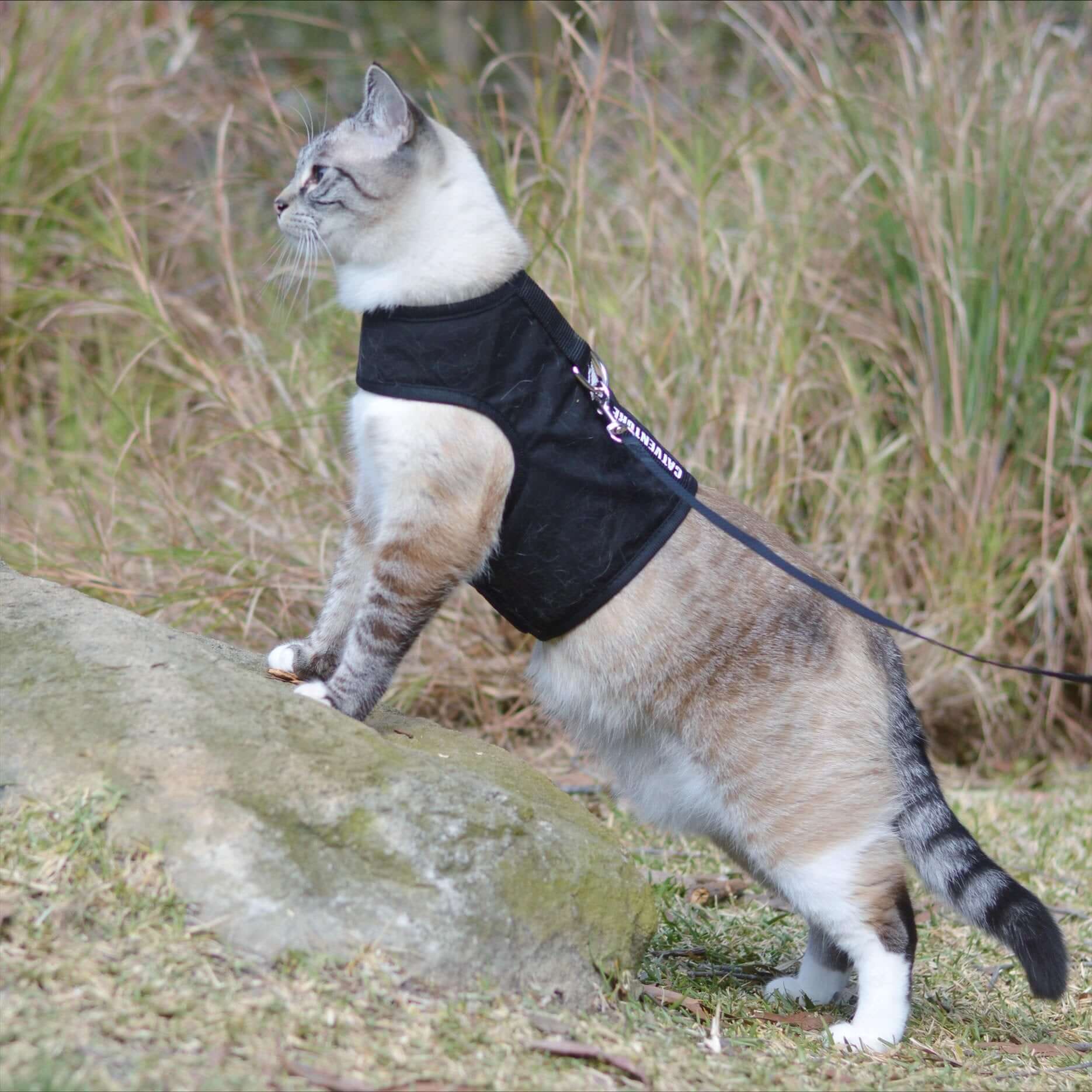 cat harnesses escape proof