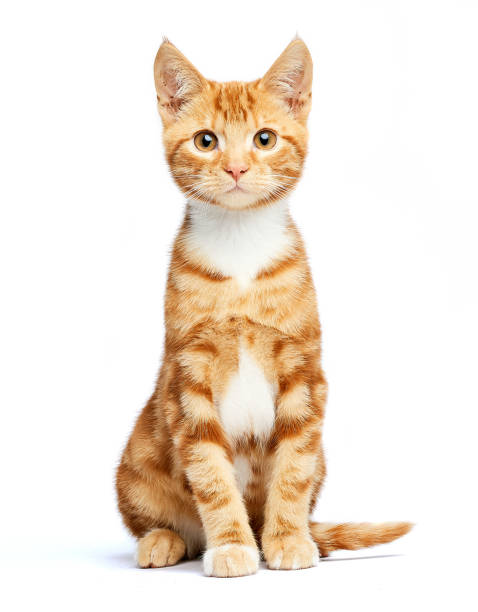 cat on white background