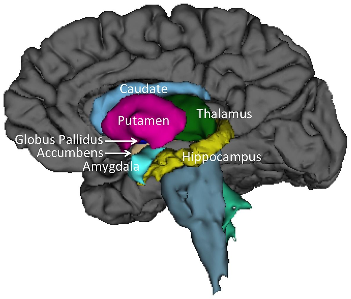 caudate nucleus