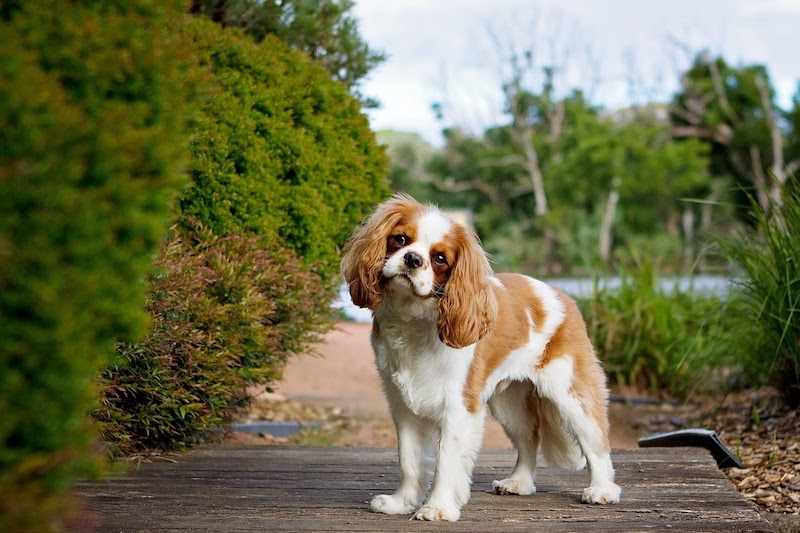 cavalier breeders near me