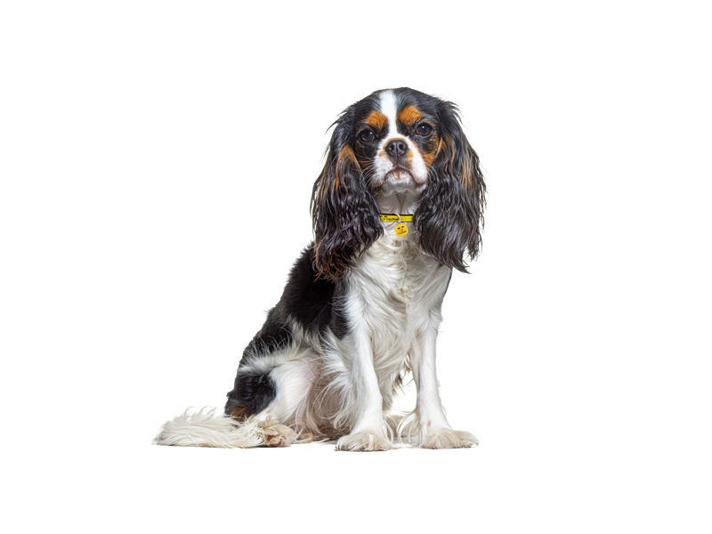 cavalier charles spaniel rescue