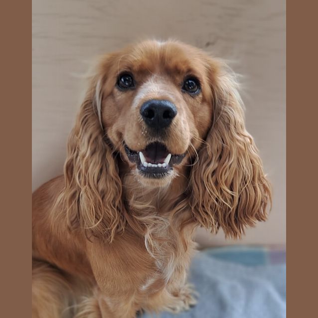 cavalier king charles spaniel cross cocker spaniel