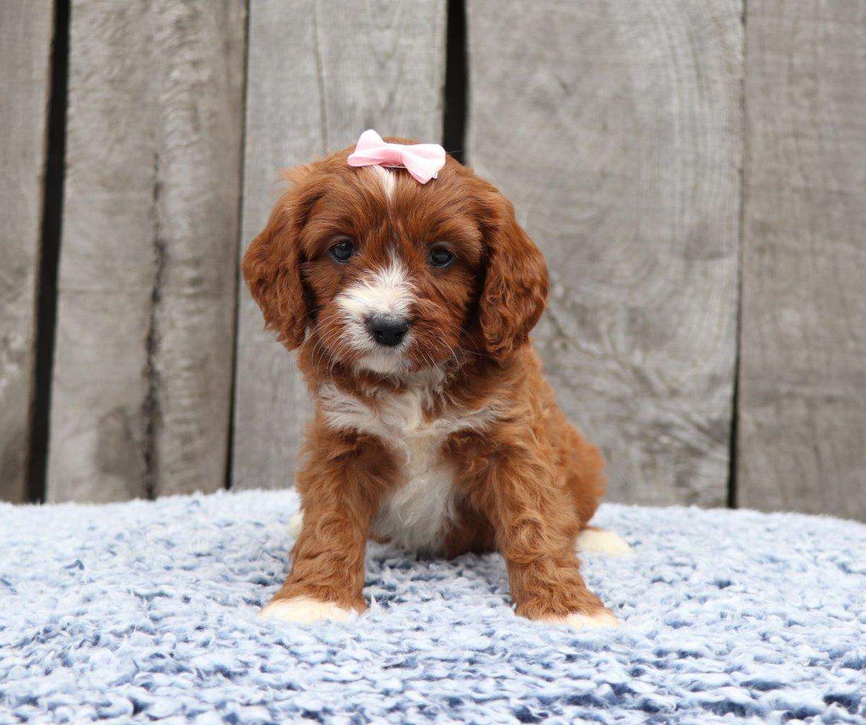 cavapoo for sale phoenix