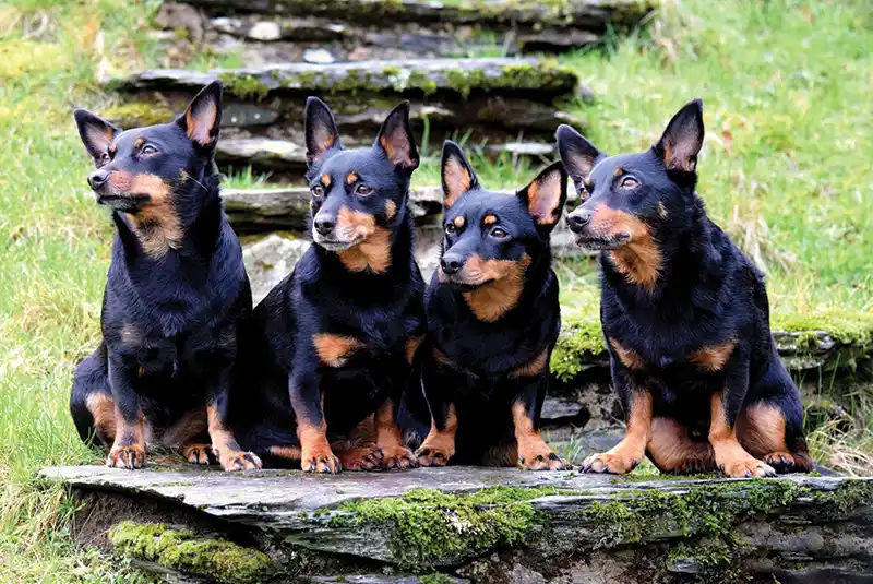 lancashire heeler rescue