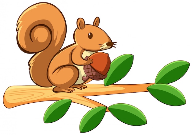 squirrels clipart