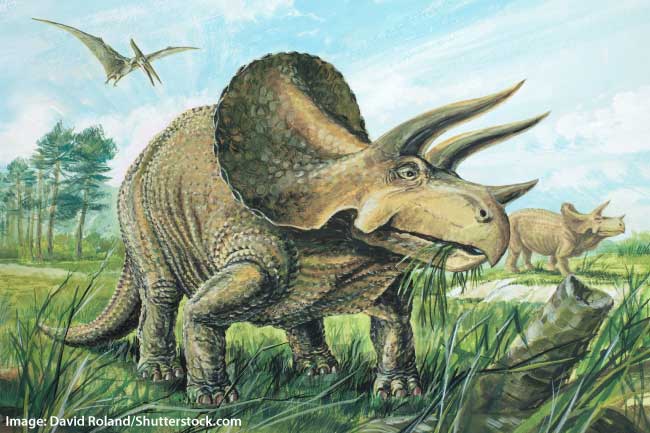 triceratops fact file