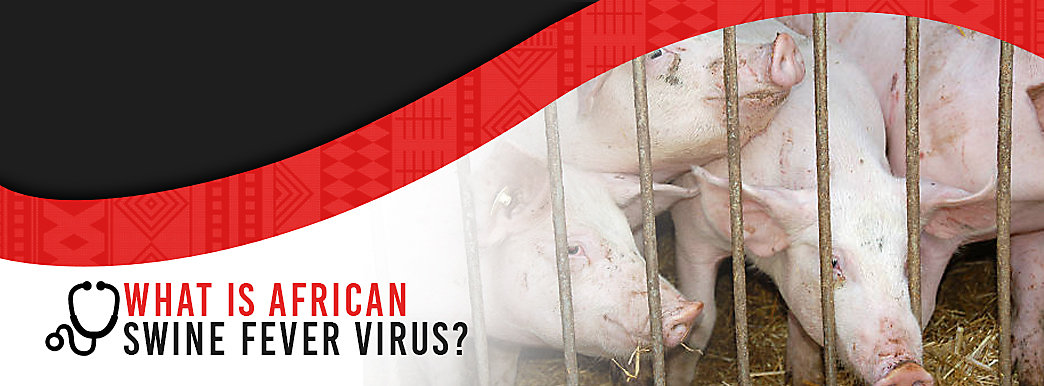 cdc african swine fever