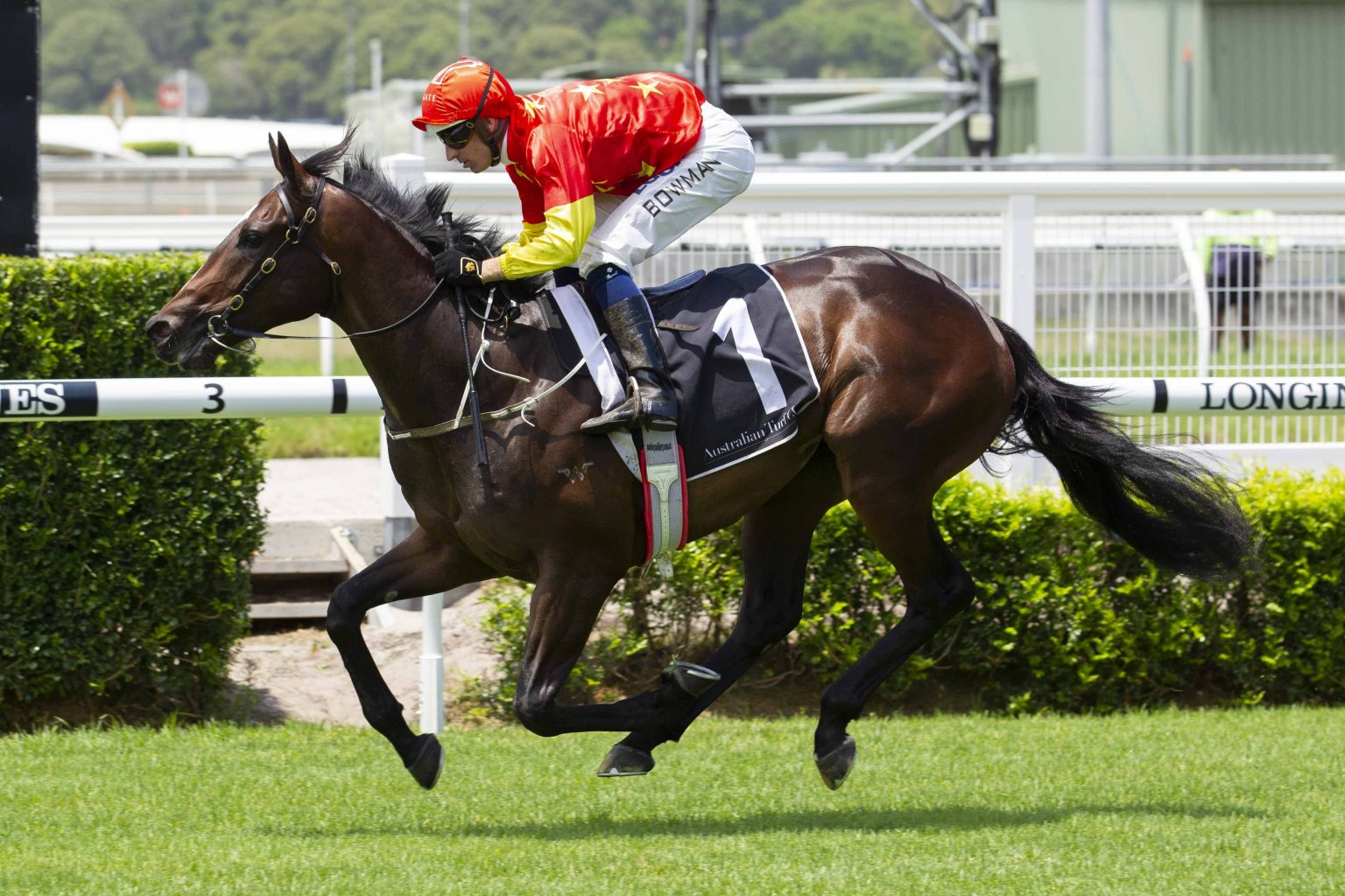 gold coast races saturday fields