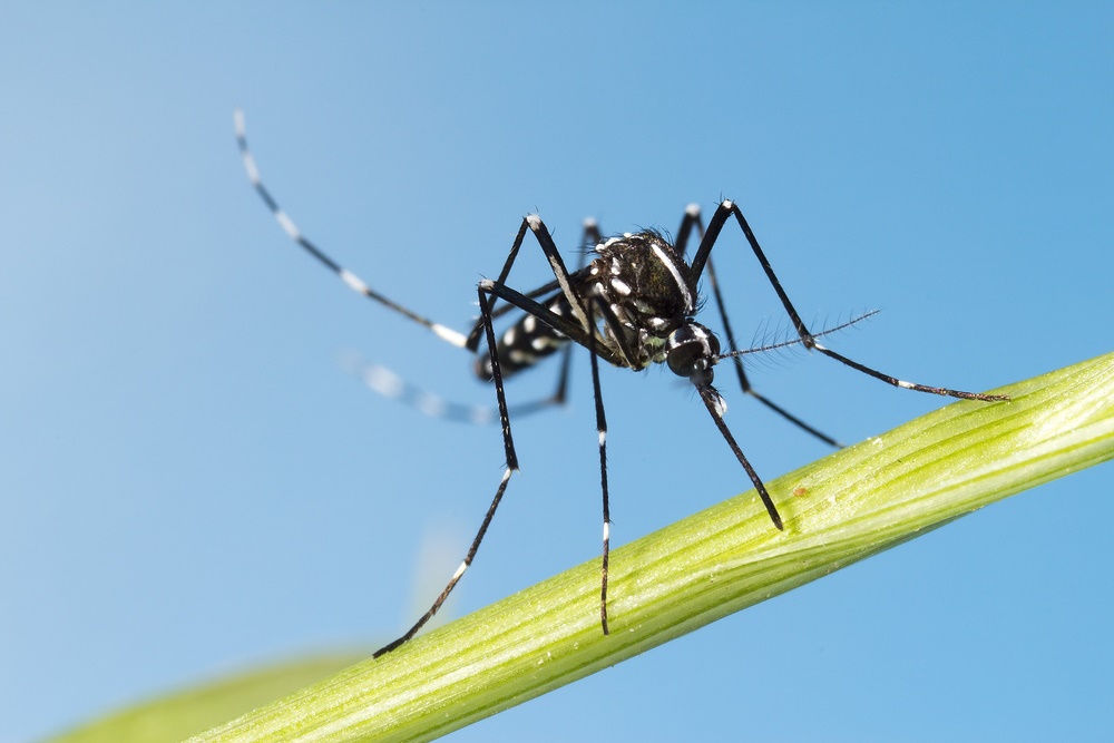 black mosquito