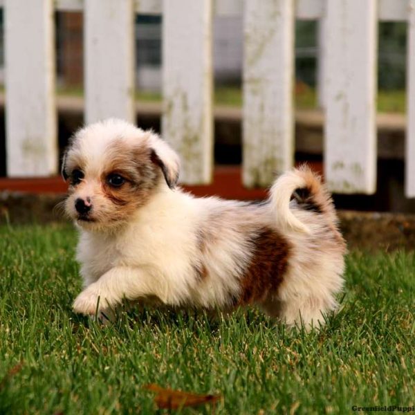 corgi and poodle mix