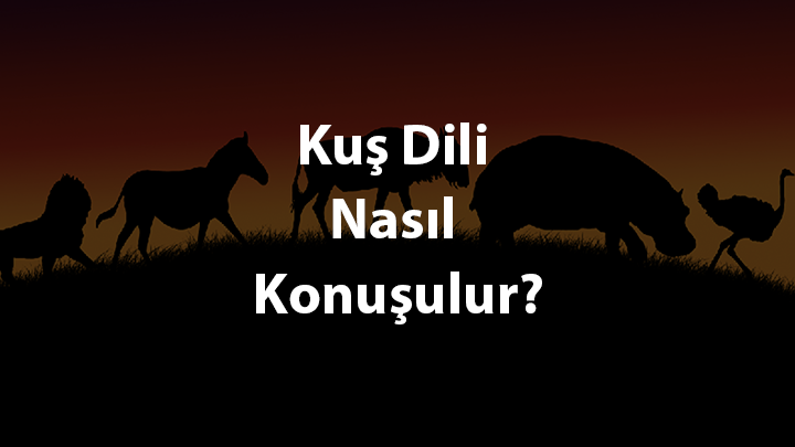 kuş dili nedir nasıl konuşulur