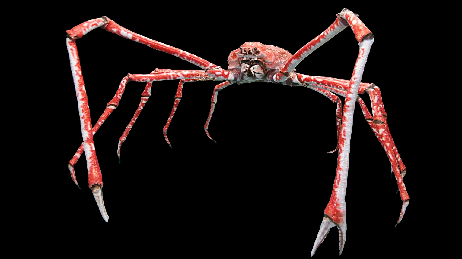 japanese spider crab meme