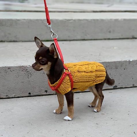 chihuahua warm clothes