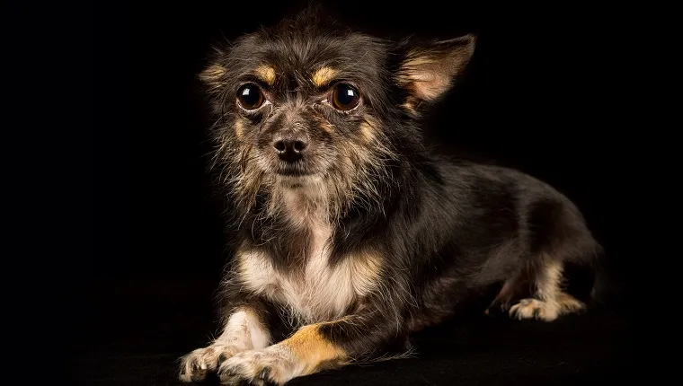 chihuahua yorkie x