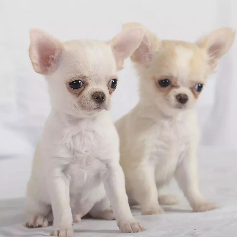 chiwawa puppies for sale