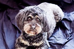 cockapoo rehoming uk