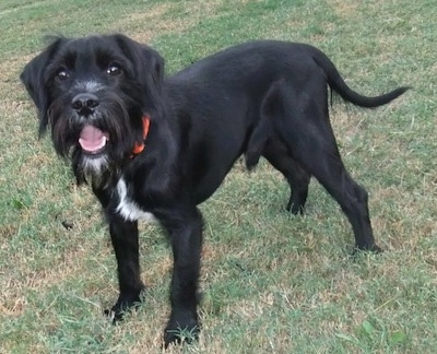 cocker spaniel and schnauzer mix