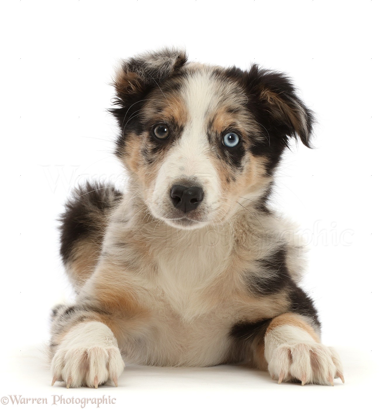 collie cross puppies