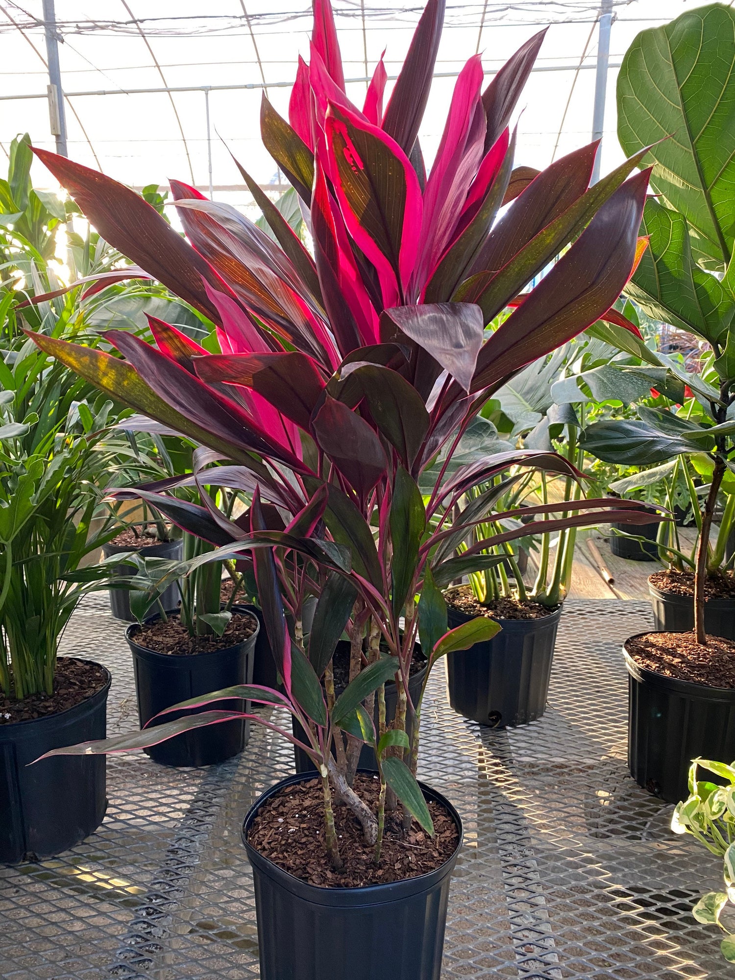 cordyline red sister plant