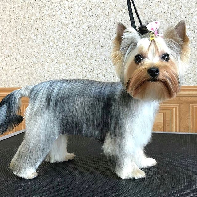 corte yorkie