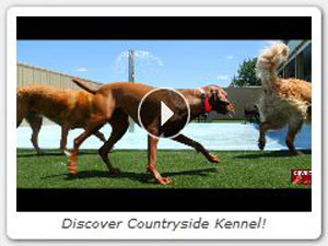 countryside kennel london ontario