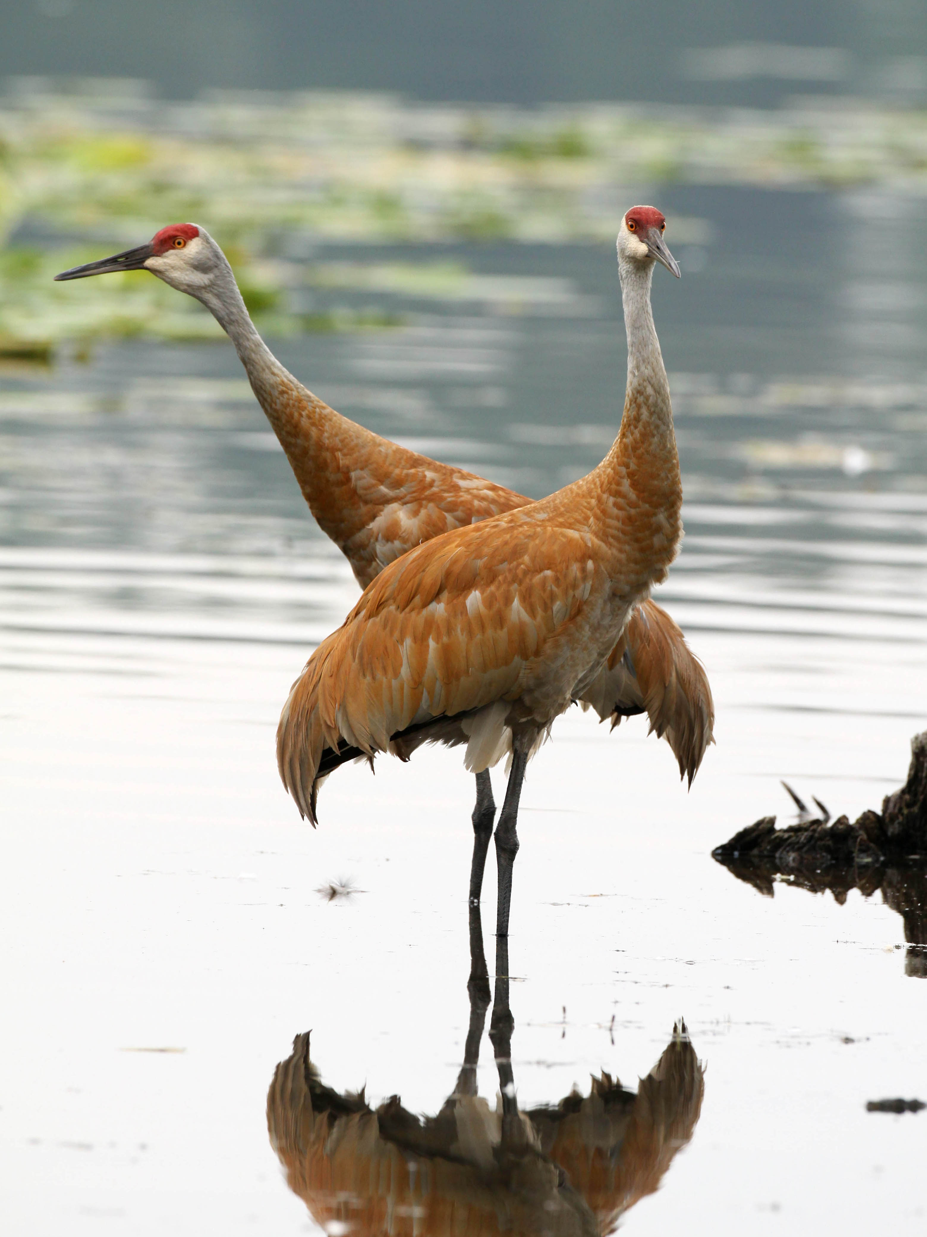 crane bird images