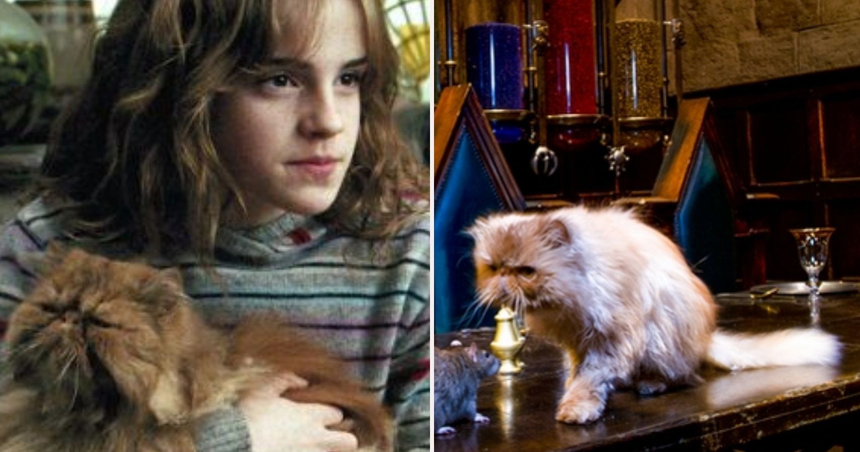 crookshanks cat harry potter