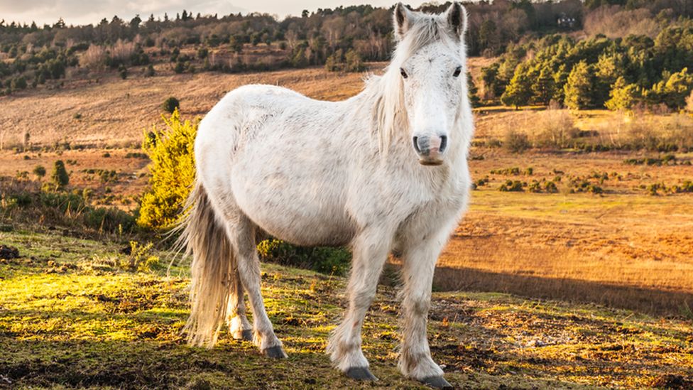 cross between a donkey and a horse