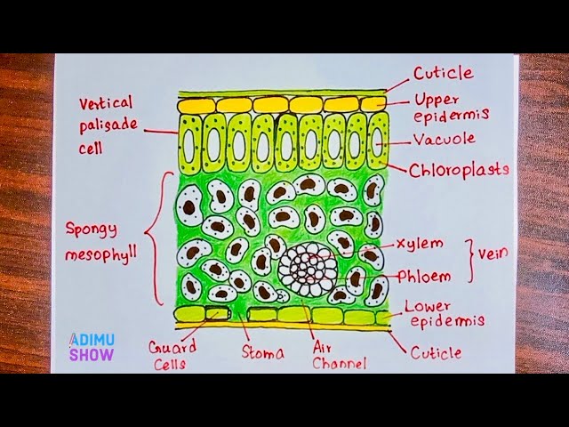 cross section of a leaf gcse