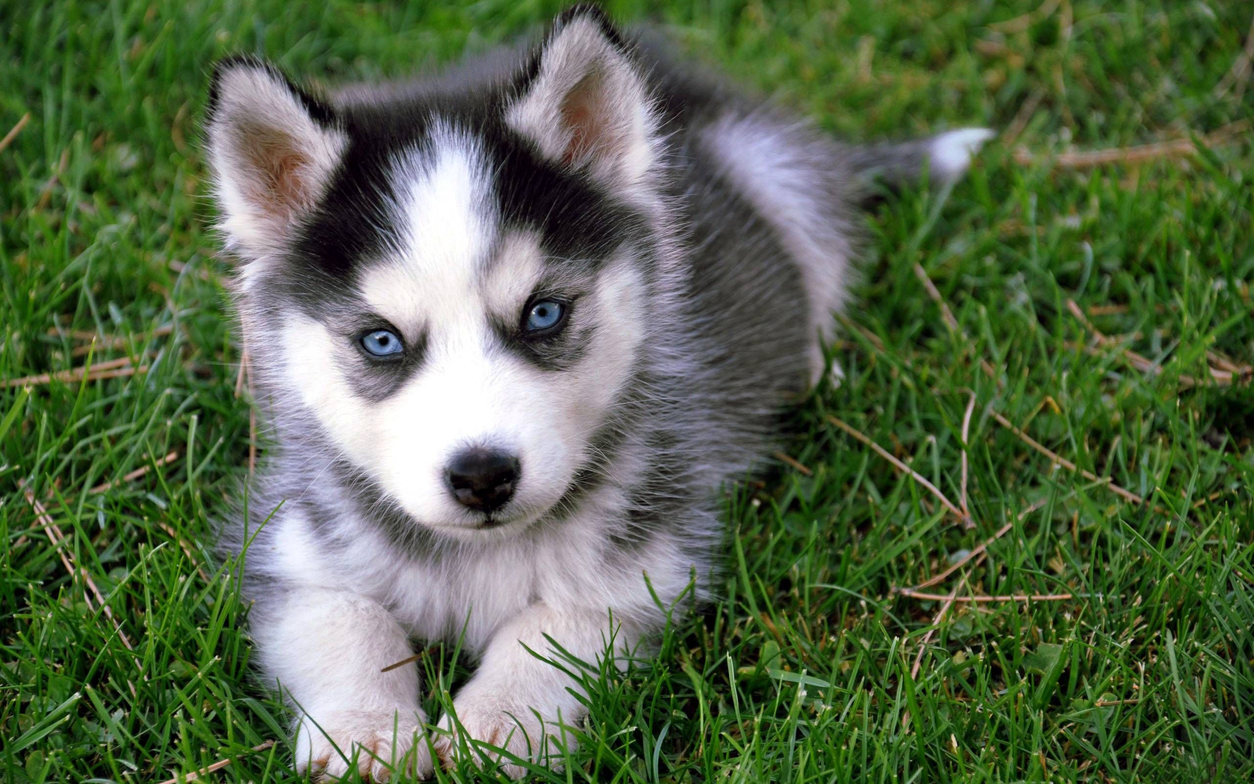 cute husky wallpaper