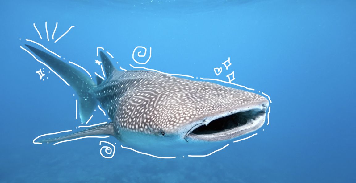 cute whale shark