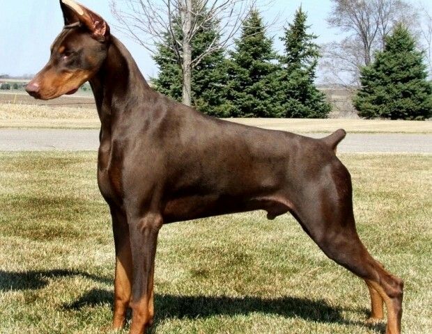 doberman images