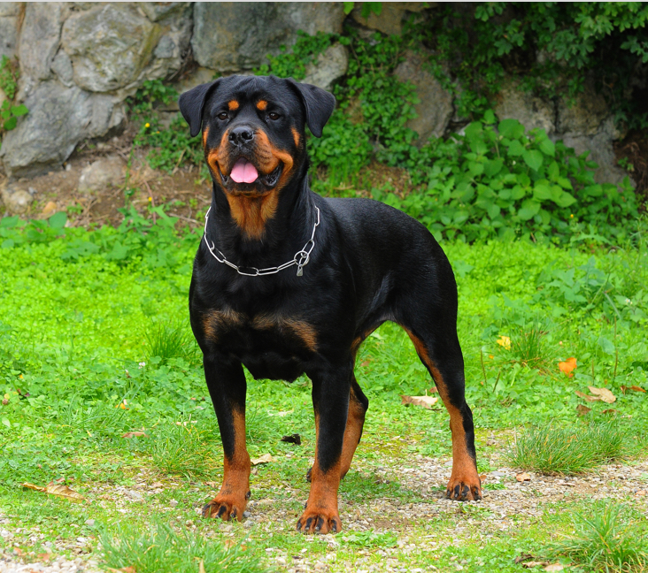 rottweiler puppies for adoption in ohio