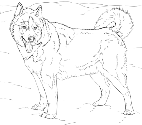 husky dog coloring pages