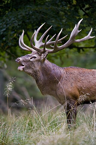 antlers meaning in malayalam