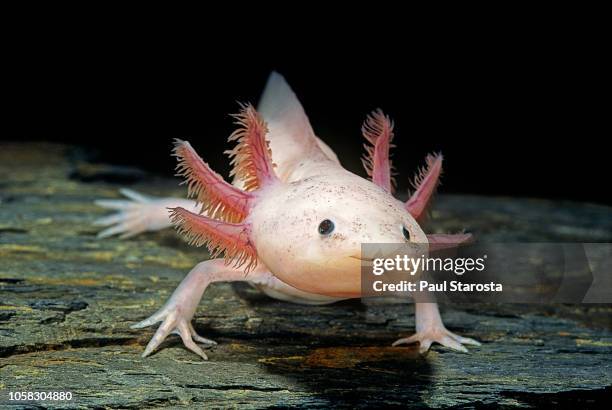 show me a pic of a axolotl