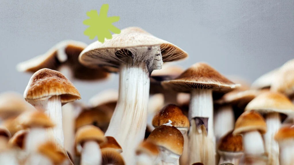 strongest psychedelic mushrooms