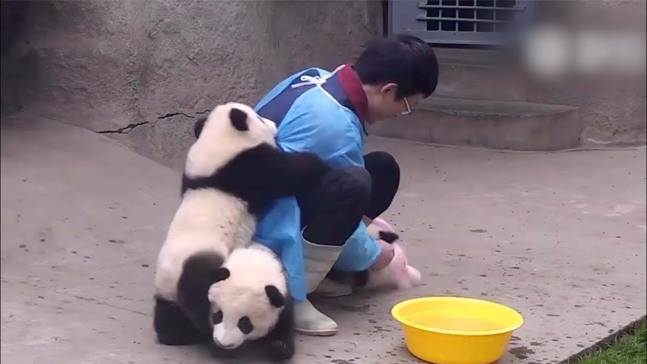 panda bear cuddler