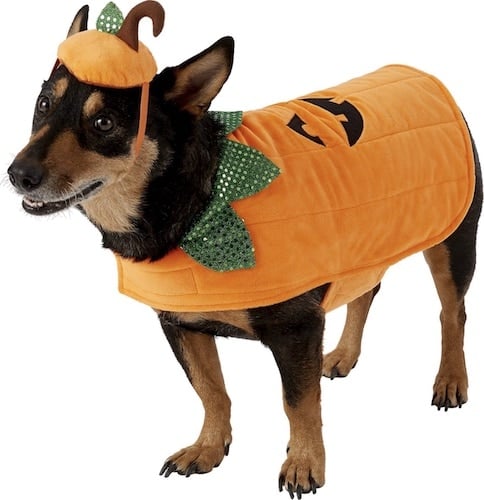 dog pumpkin dress