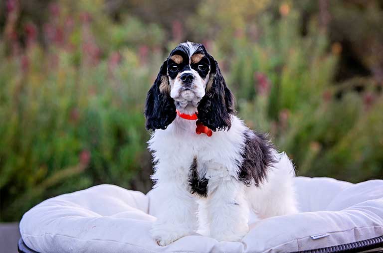 why are cocker spaniels tails docked