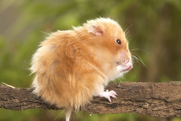 hamsters for sale manchester