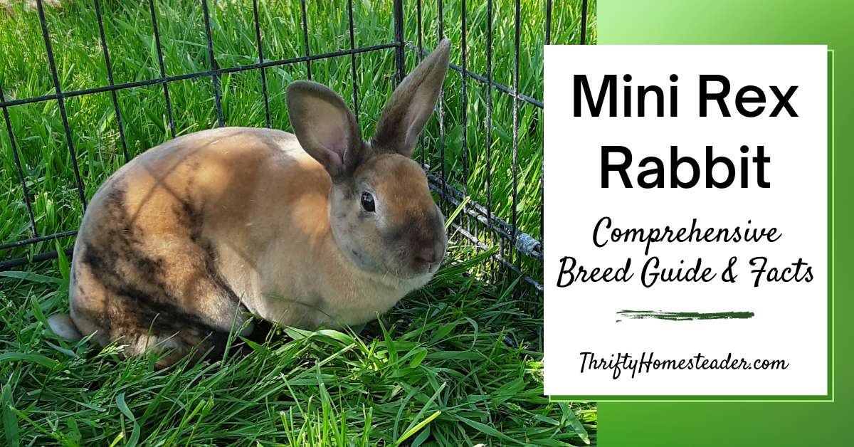 mini rex rabbit