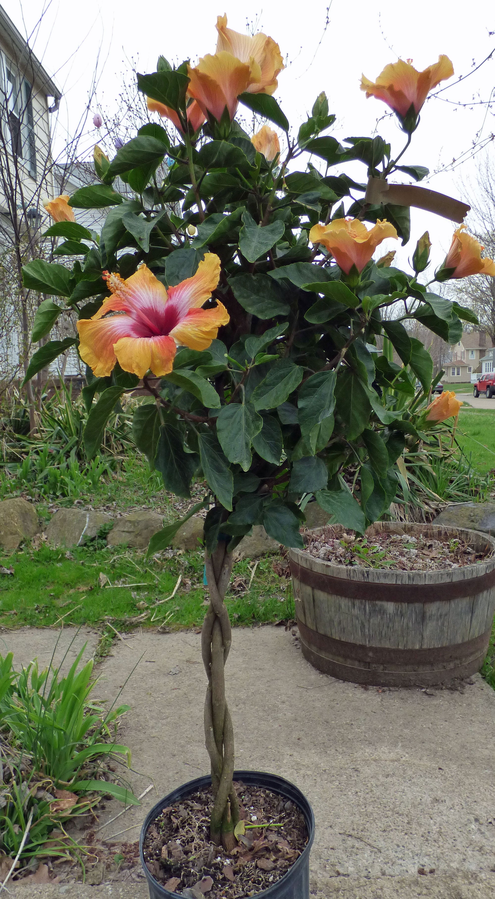 hibiscus braided