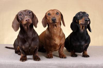 dachshund dog price in punjab